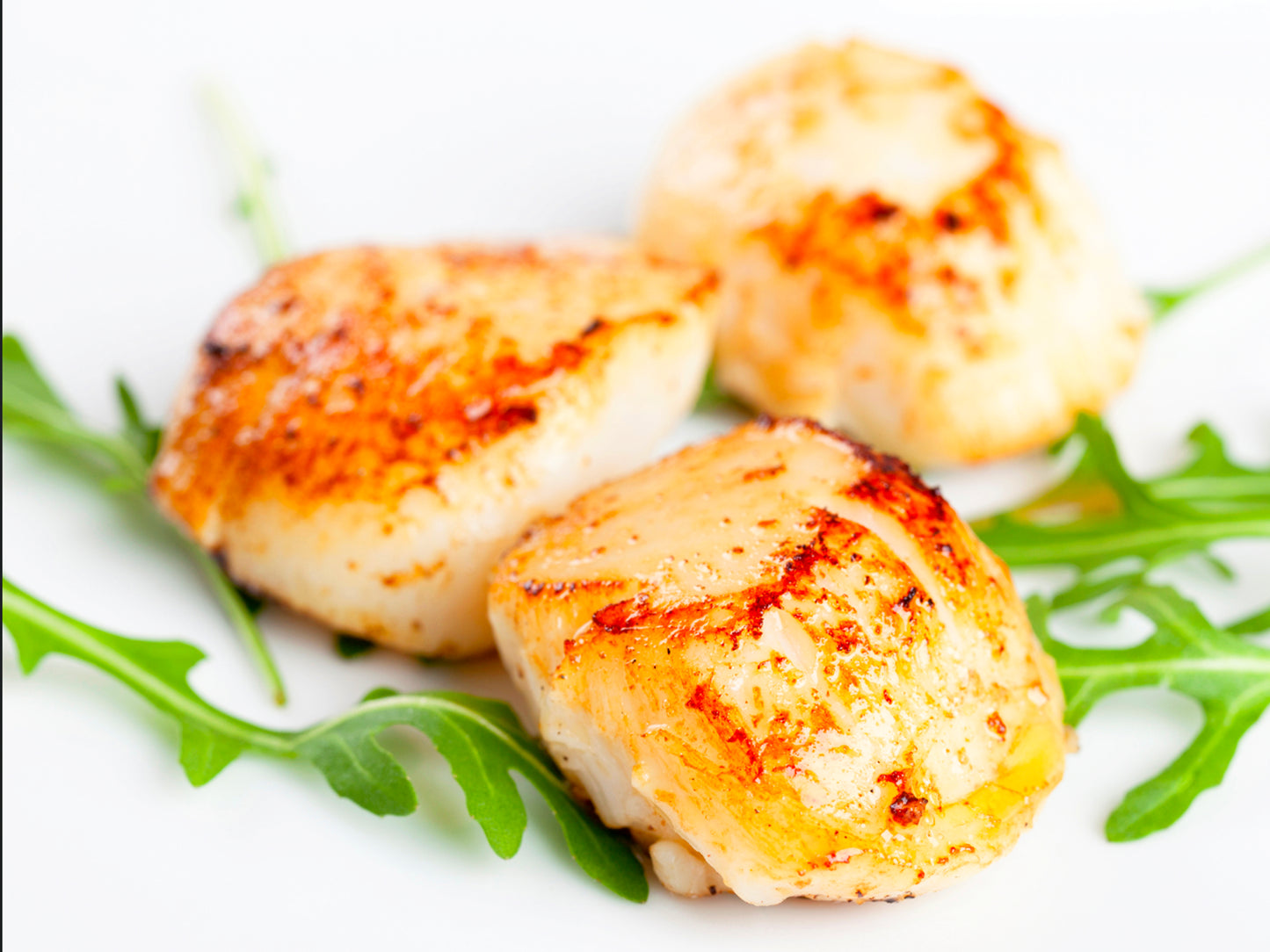 Scallop Medallion